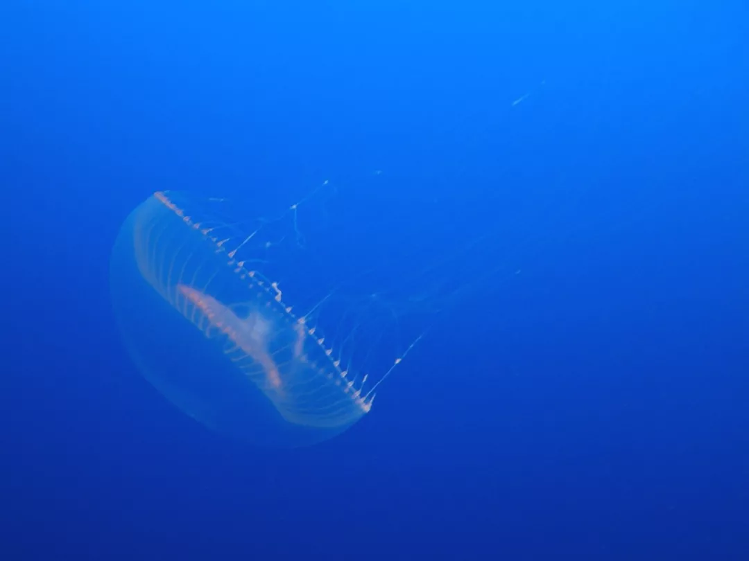  维多利亚多管发光水母。| 图片来源：Wikipedia