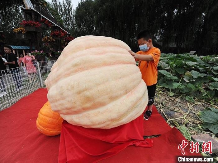 长春农博会上亮相的巨型南瓜 刘栋 摄当前,节能理念已经深入中国各行