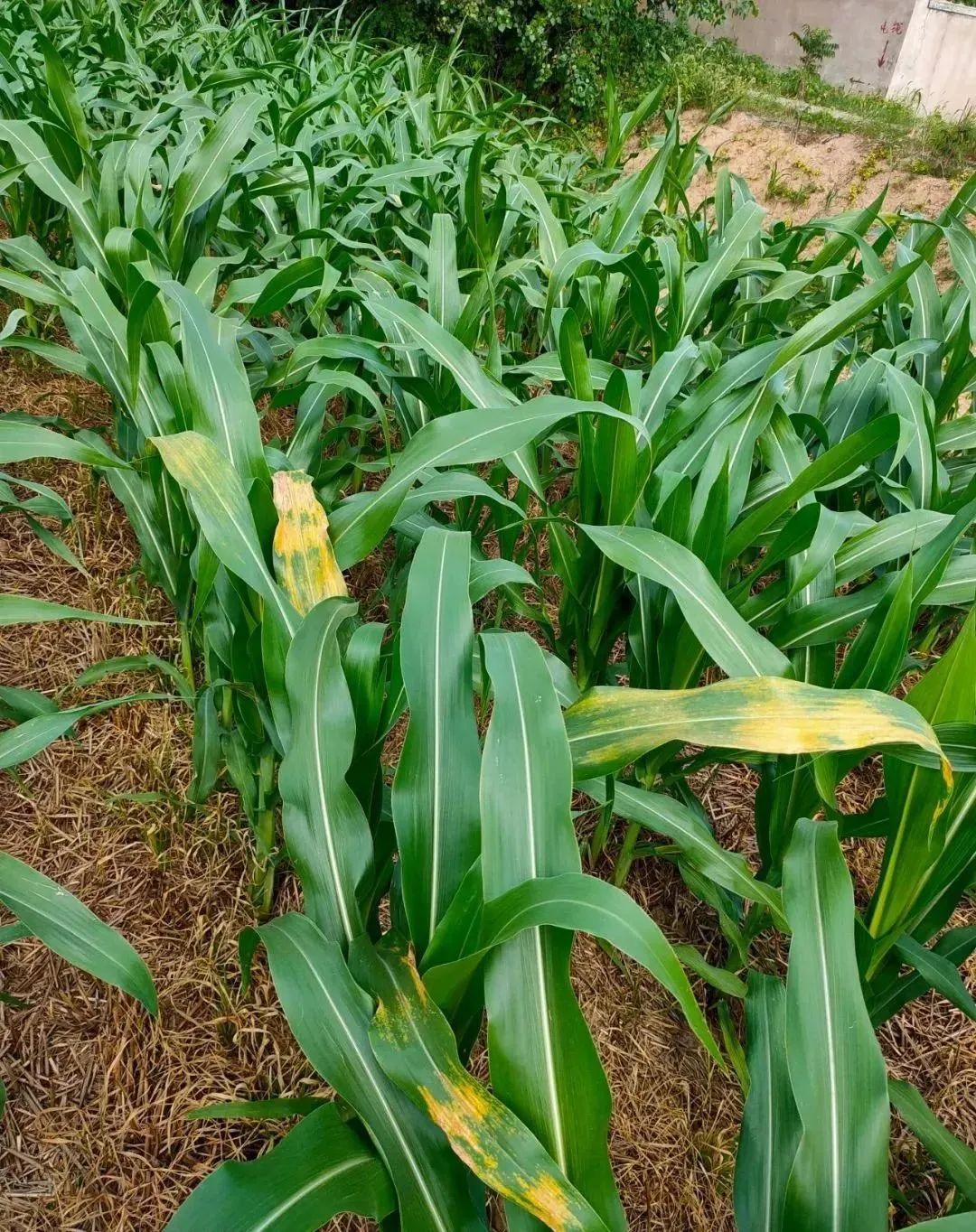 注意多地连续阴雨玉米锈病来袭