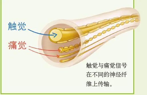 为什么我们会感觉到痛？休闲区蓝鸢梦想 - Www.slyday.coM