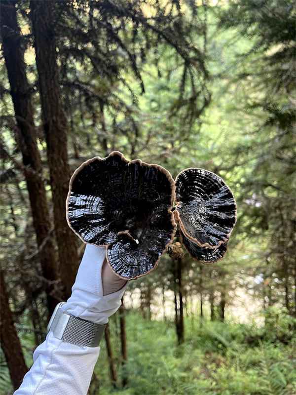 广西融水灵芝保护工程项目迎接考评验收