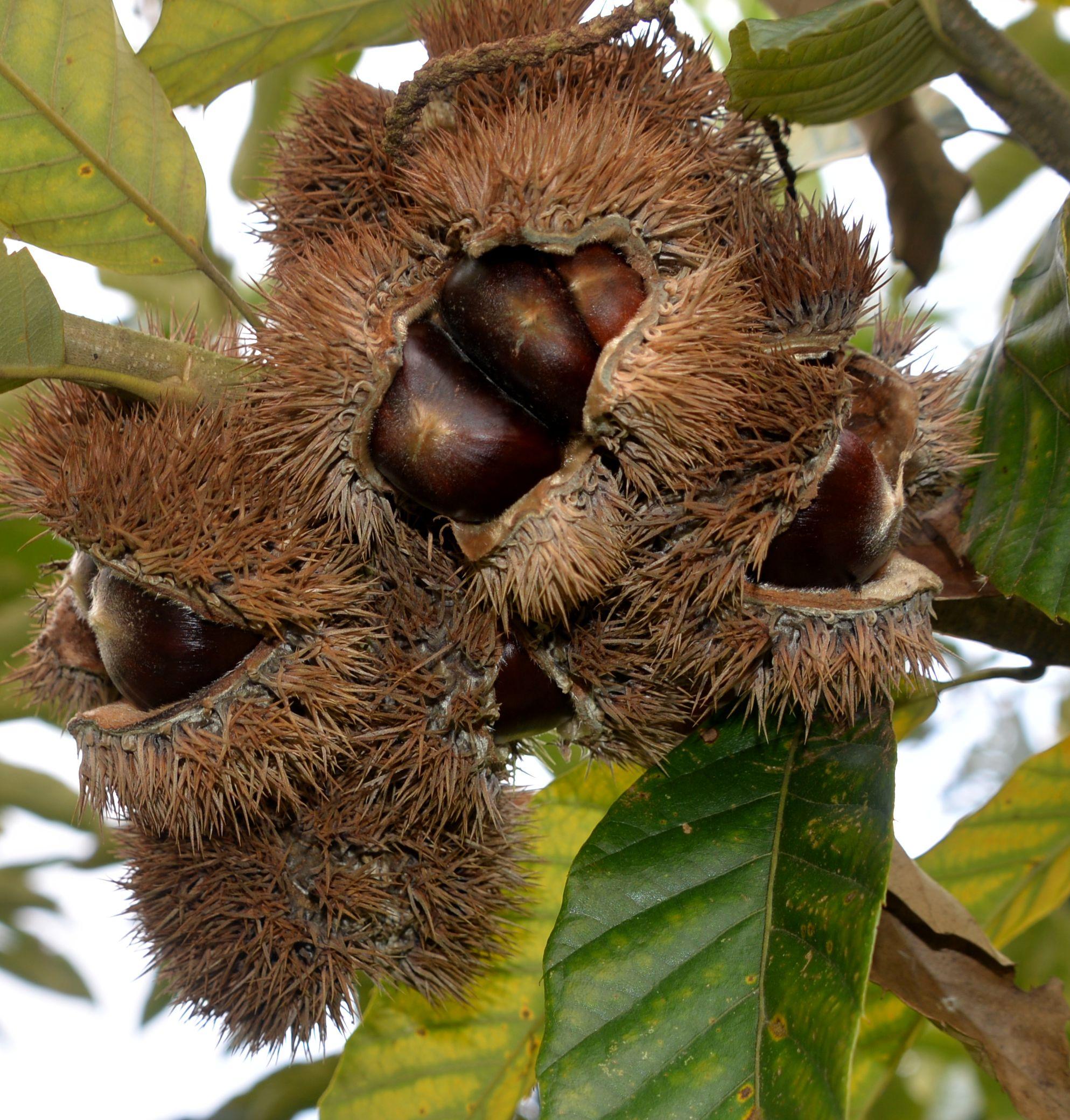 肇庆市封开县油栗助力乡村振兴|广东省_新浪新闻