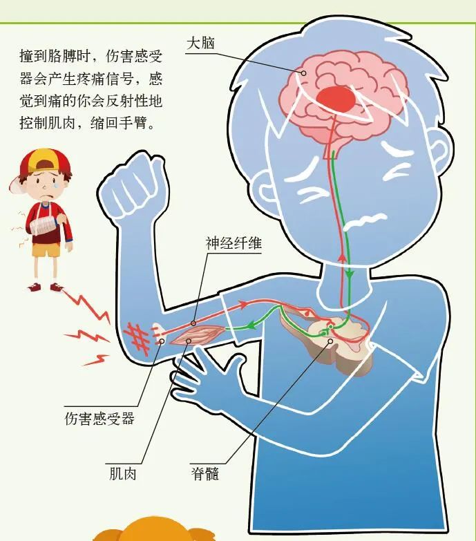 为什么我们会感觉到痛？休闲区蓝鸢梦想 - Www.slyday.coM