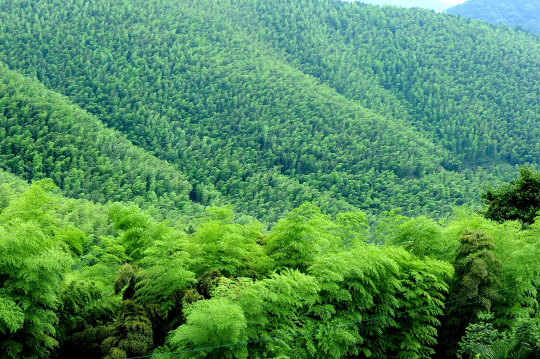 咸宁之美 || 星星竹海风景区