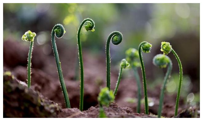 拳菜又称荃菜,拳头菜,龙头菜,蕨儿菜,属蕨菜的一种,主要分布在北方