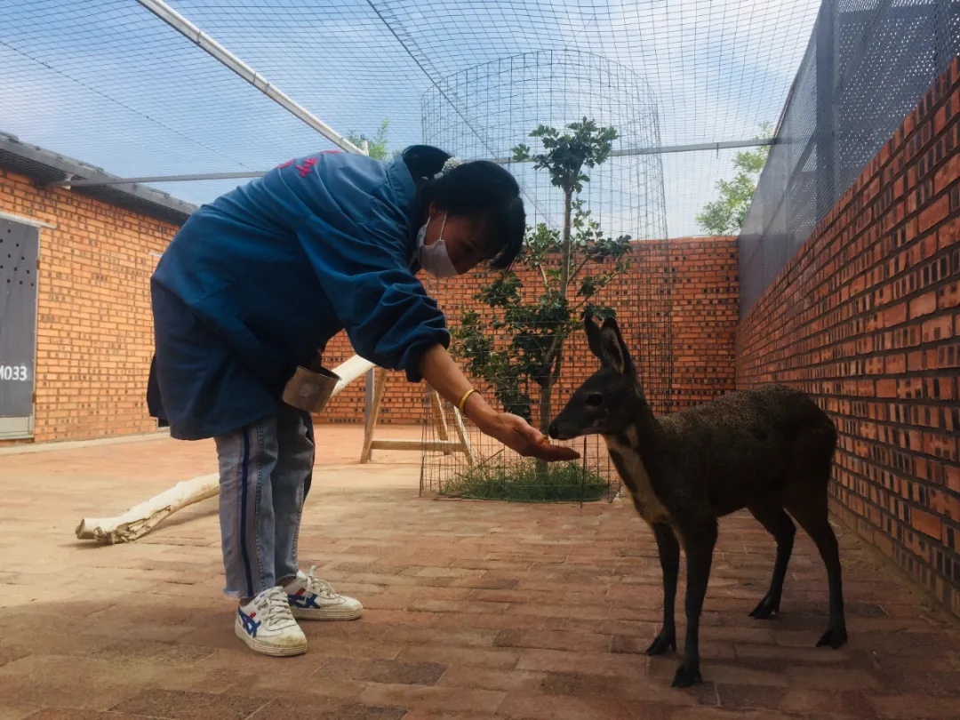 由于林麝养殖发展前景广阔,麝香的医用价值较高,加之林麝喂养成本低