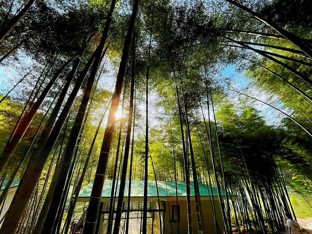 咸宁之美 || 星星竹海风景区