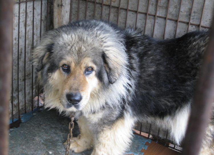 花1万买只藏獒,本以为很凶悍,没想到藏獒像个忧郁王子!