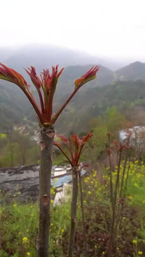 山上的香椿已经发芽了.快来和我一起掰香椿芽吧?