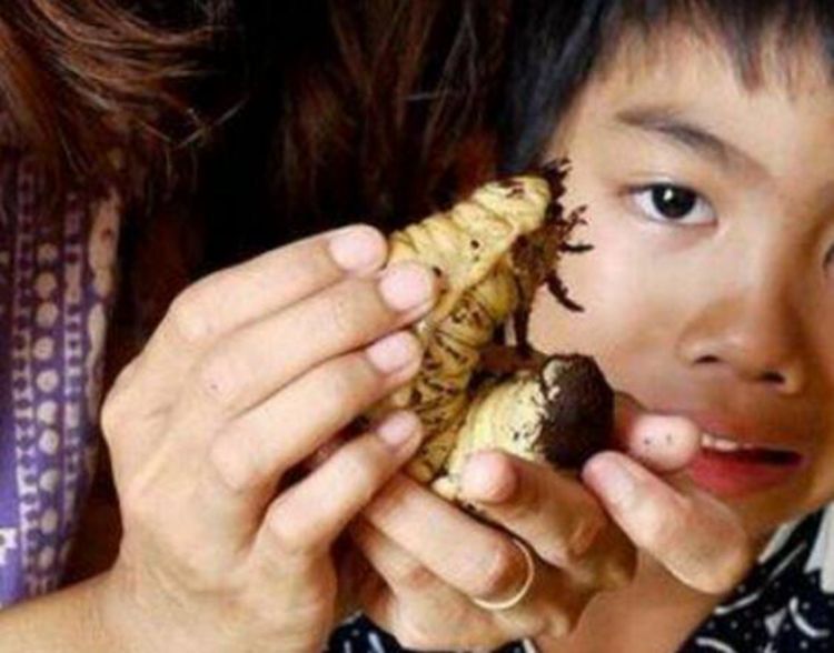 男孩玩耍捡到大虫子照料不久破茧而出威风凛凛自带气场