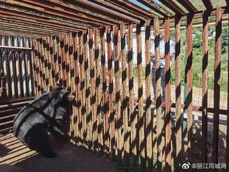 华坪一男子无证饲养黑熊长达9年 触犯法律被判刑！休闲区蓝鸢梦想 - Www.slyday.coM