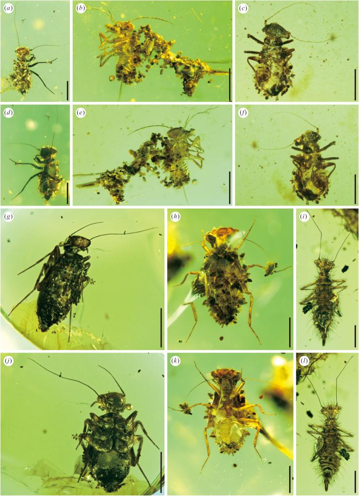 有覆物行为的啮虫目昆虫的显微镜图。（中科院南古所供图）