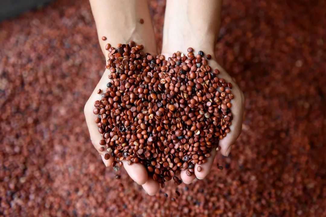 河北省内丘县东石河村村民展示加工好的酸枣仁.新华社发(邱洪生摄)