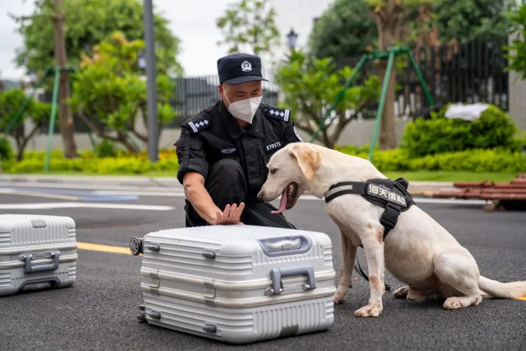 钢琴手变缉毒犬训导员珠海这位阿sir跨行择业够硬核
