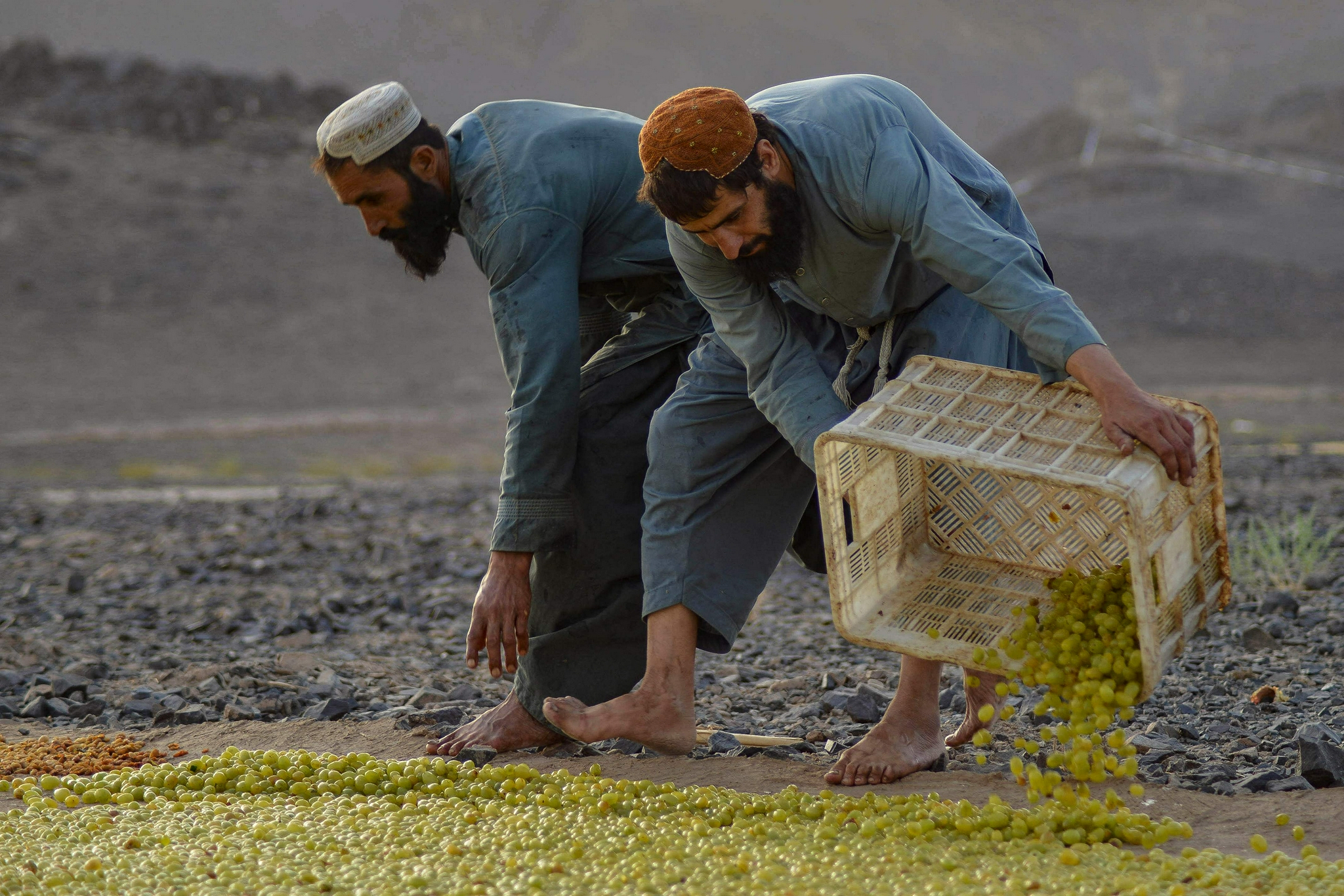 阿富汗:晾晒葡萄干