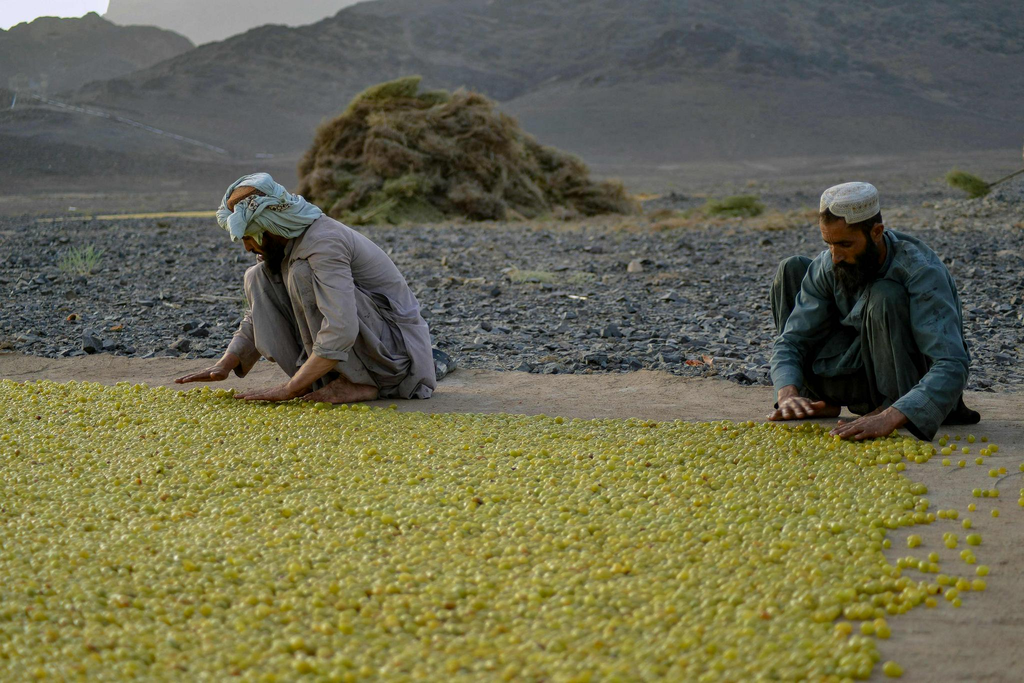 阿富汗:晾晒葡萄干
