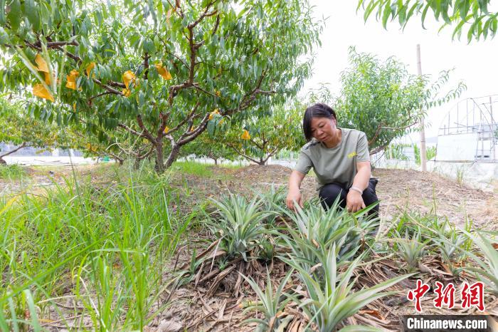 “灵芝姐”查看凤梨生长情况。李嘉伟 摄