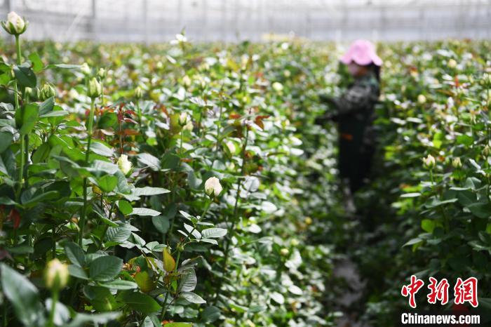 图为农技人员修剪玫瑰花.(资料图) 杨艳敏 摄