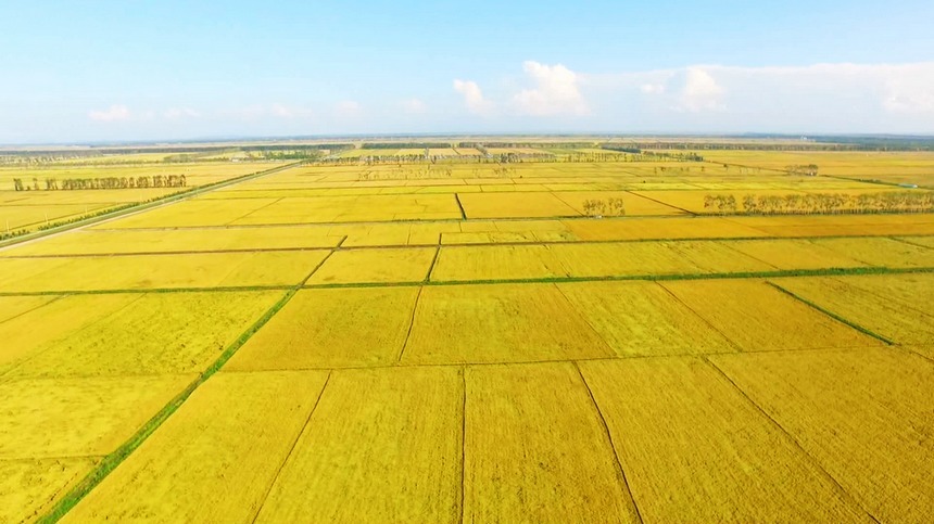 黑龙江兴凯湖畔稻谷飘香万顷良田丰收在望