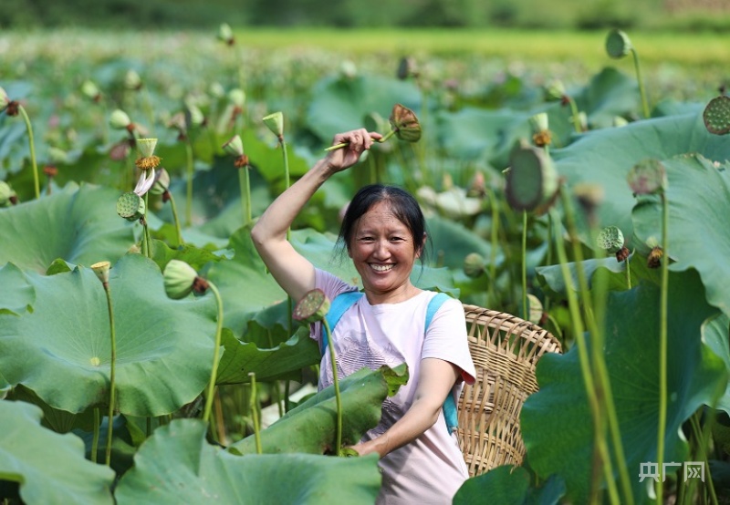 村民周孝珍正在采摘莲蓬(央广网发 赵勇摄)