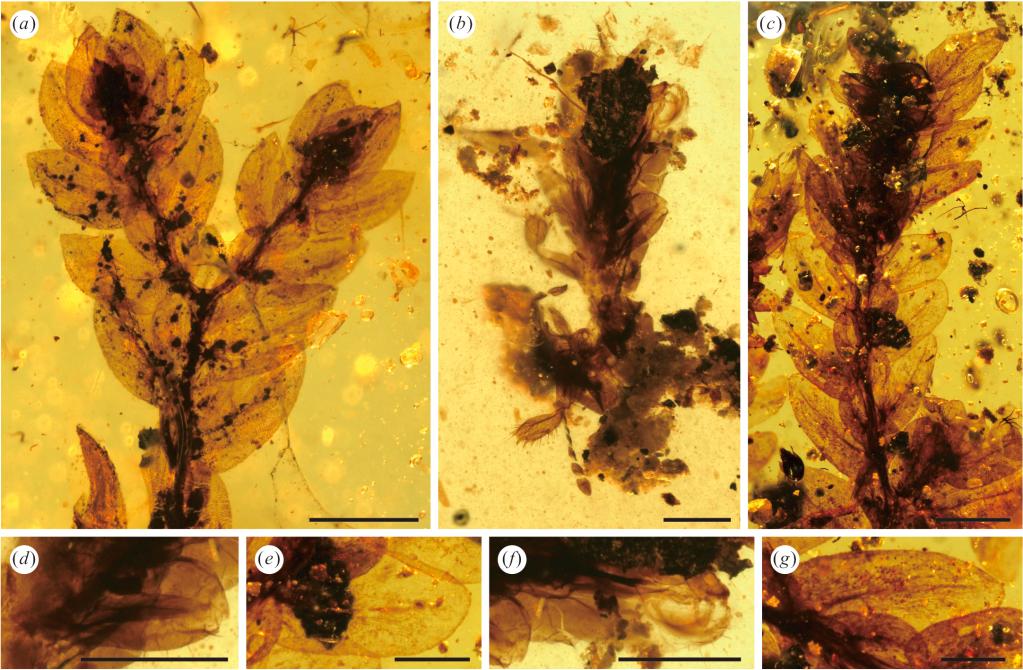 王氏拟叶蚤蝼（编号b、d、f）与卷柏类植物（编号a、c、e、g）的显微镜图。（中科院南古所供图）