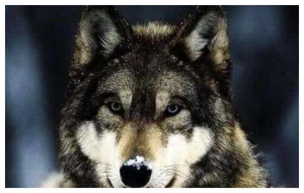 为何老人说遇到狼群不要慌,带把盐能救命?原来是有科学依据的休闲区蓝鸢梦想 - Www.slyday.coM 为何老人说遇到狼群不要慌,带把盐能救命?原来是有科学依据的休闲区蓝鸢梦想 - Www.slyday.coM