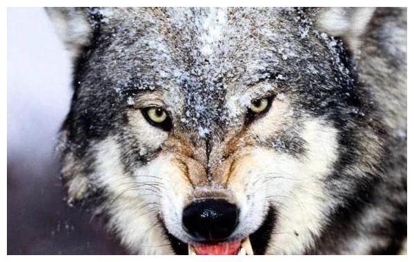 为何老人说遇到狼群不要慌,带把盐能救命?原来是有科学依据的休闲区蓝鸢梦想 - Www.slyday.coM 为何老人说遇到狼群不要慌,带把盐能救命?原来是有科学依据的休闲区蓝鸢梦想 - Www.slyday.coM