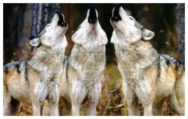 为何老人说遇到狼群不要慌,带把盐能救命?原来是有科学依据的休闲区蓝鸢梦想 - Www.slyday.coM 为何老人说遇到狼群不要慌,带把盐能救命?原来是有科学依据的休闲区蓝鸢梦想 - Www.slyday.coM