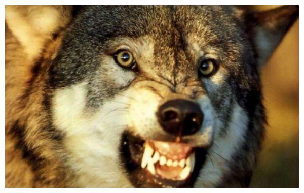 为何老人说遇到狼群不要慌,带把盐能救命?原来是有科学依据的休闲区蓝鸢梦想 - Www.slyday.coM 为何老人说遇到狼群不要慌,带把盐能救命?原来是有科学依据的休闲区蓝鸢梦想 - Www.slyday.coM