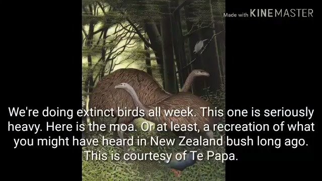 恐鸟因人类抵达新西兰而在15世纪左右灭绝