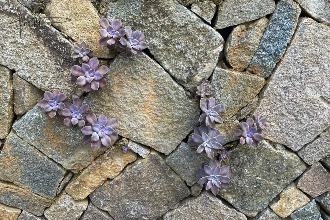 桐庐莪山畲族乡山阴坞村石阶路上的多肉墙