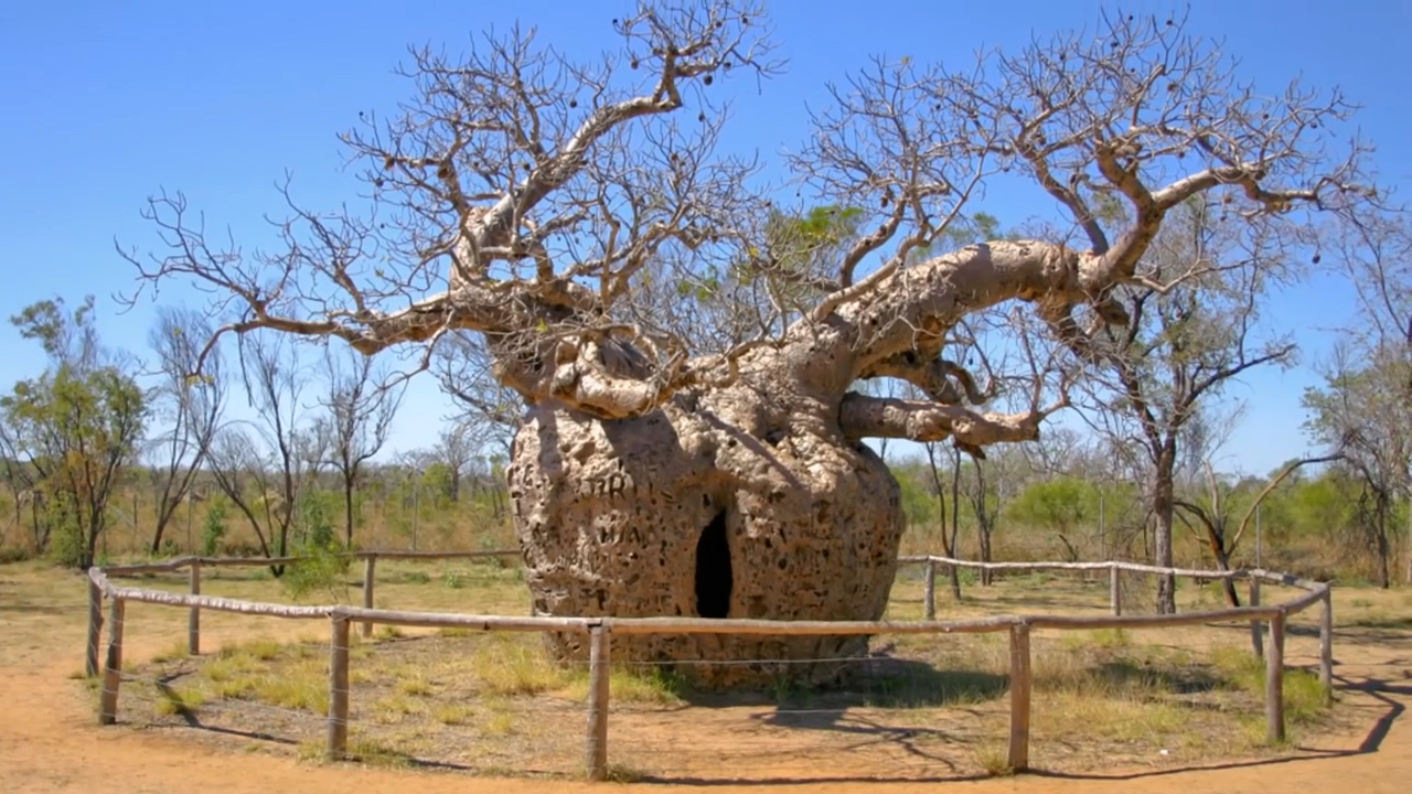 4种十分奇葩的树木造型各具特色你见过几种