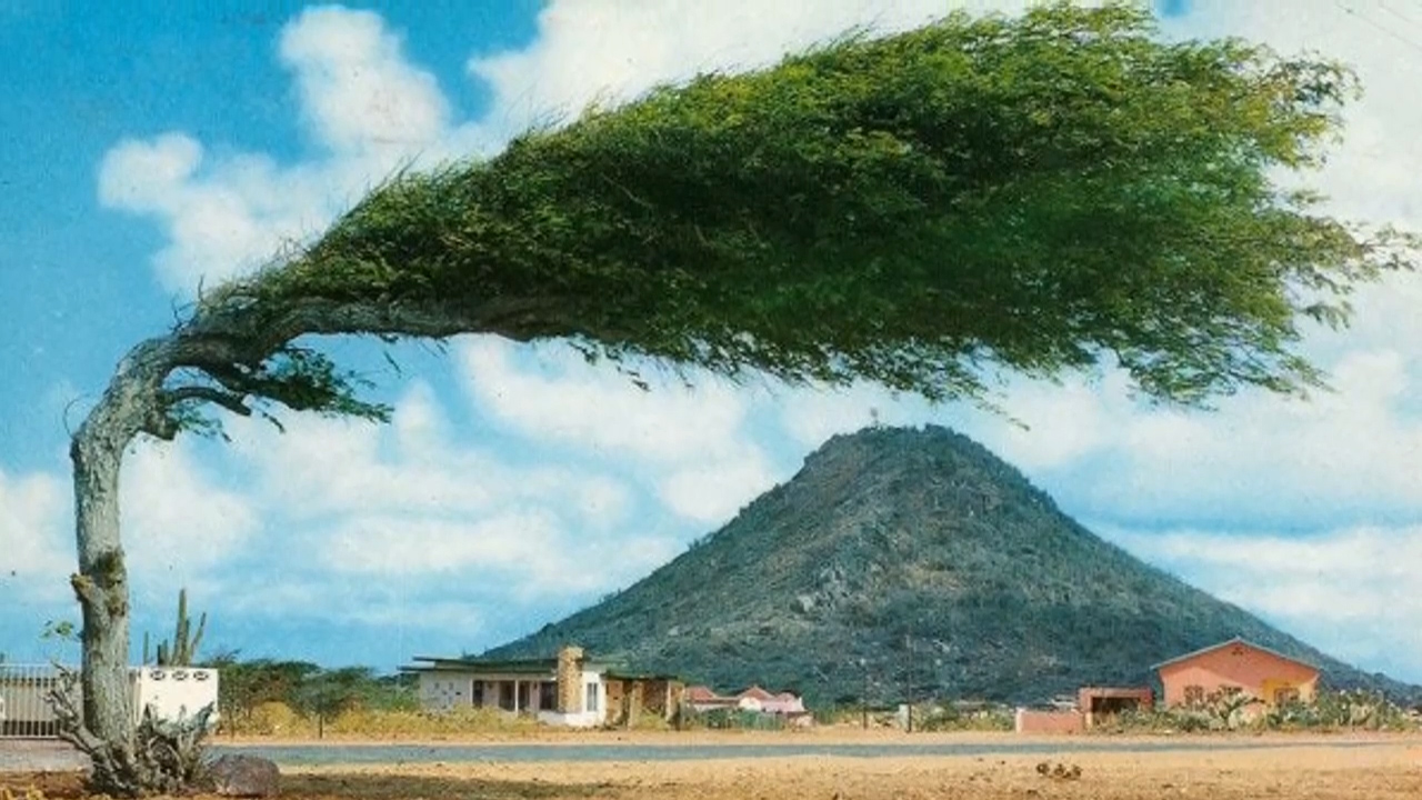 4种十分奇葩的树木造型各具特色你见过几种