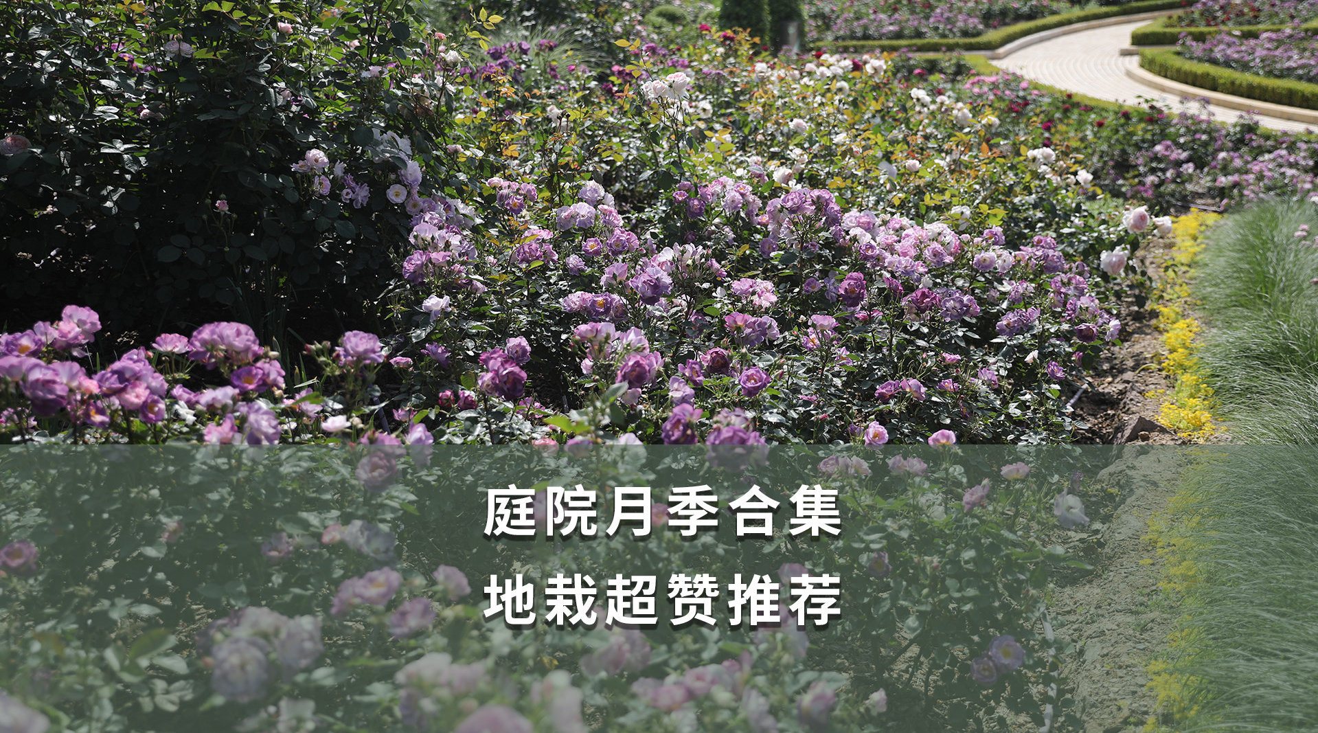 海妈推荐超10款适合庭院、楼顶花园的地栽月季品种……_新浪新闻