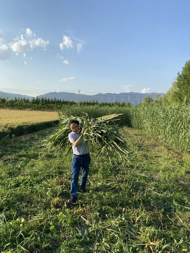 填补空白！能吸收重金属的“幸福草”，到底有多牛？休闲区蓝鸢梦想 - Www.slyday.coM