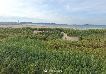 填补空白！能吸收重金属的“幸福草”，到底有多牛？休闲区蓝鸢梦想 - Www.slyday.coM