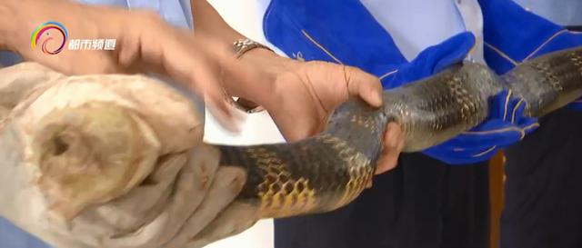 居民家进来3米眼镜王蛇 森警帮忙休闲区蓝鸢梦想 - Www.slyday.coM