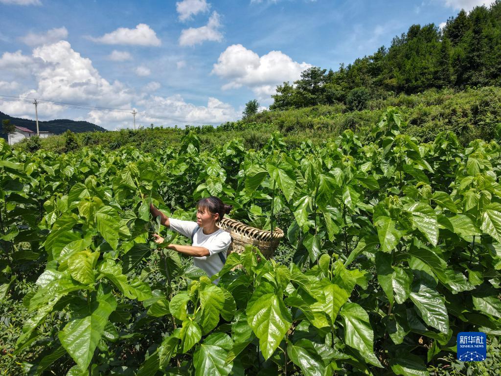 贵州凤冈:蚕桑产业助农增收