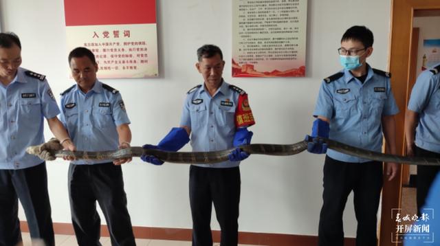 罕见！3.1米长、5公斤重的眼镜蛇王偷偷潜入昆明一村民家……休闲区蓝鸢梦想 - Www.slyday.coM