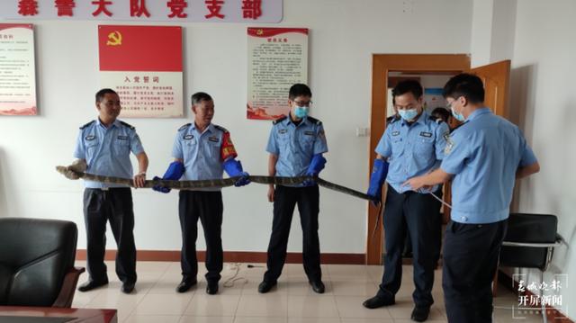 罕见！3.1米长、5公斤重的眼镜蛇王偷偷潜入昆明一村民家……休闲区蓝鸢梦想 - Www.slyday.coM