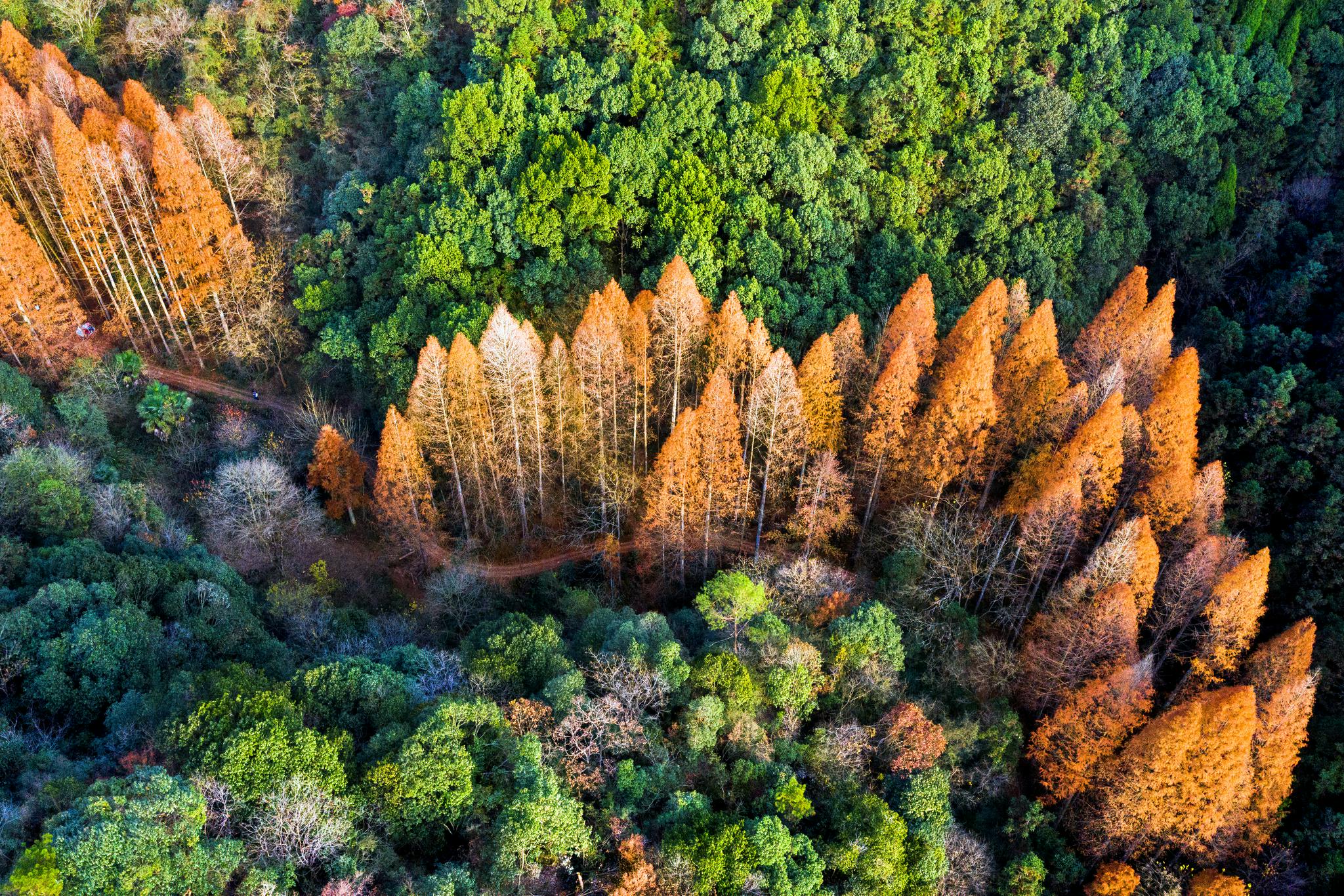 浙江全面推行林长制 森林湿地资源保护有了"责任人"