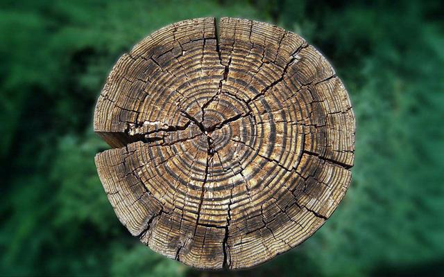 年轮|大树|植物_新浪新闻