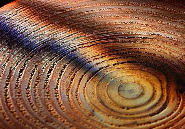 植物年轮通常预示着什么,具有怎样的特殊含义?