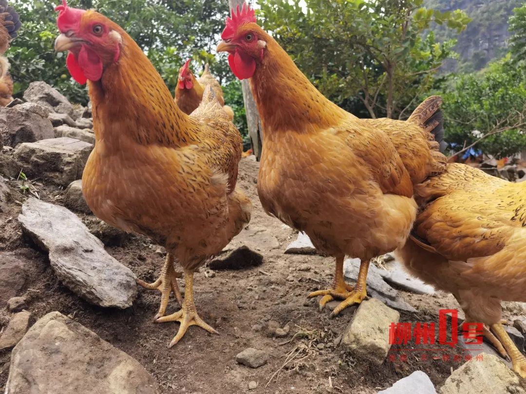 帮帮他们山旮旯的土鸡没有销路愁坏了融安这名村民和驻村第一书记