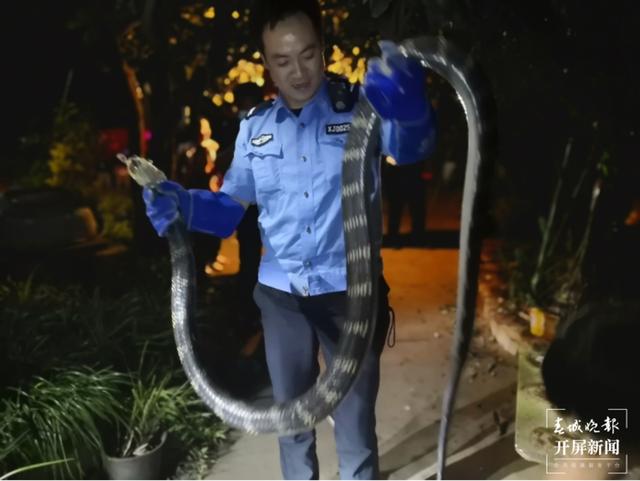 罕见！3.1米长、5公斤重的眼镜蛇王偷偷潜入昆明一村民家……休闲区蓝鸢梦想 - Www.slyday.coM