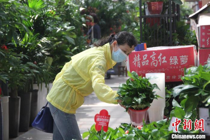 图为郑州陈砦花卉市场内选购的市民。李明明 摄