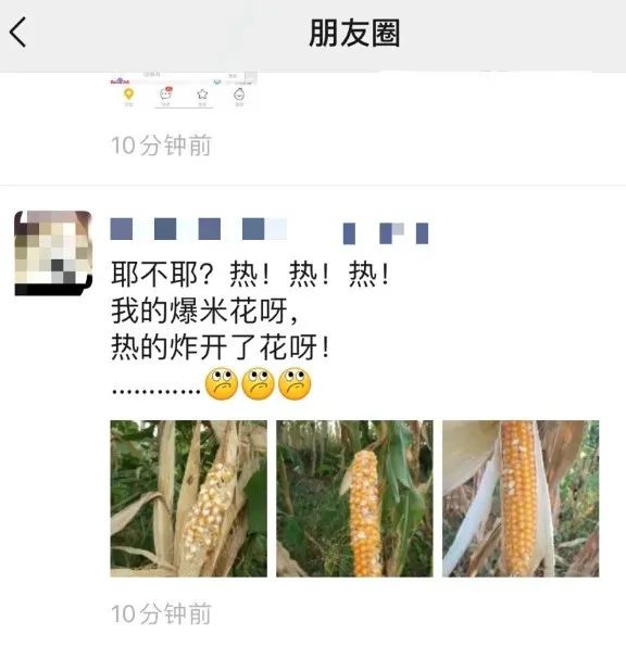 柳州村民家玉米棒晒成爆米花!网友:真·热爆了