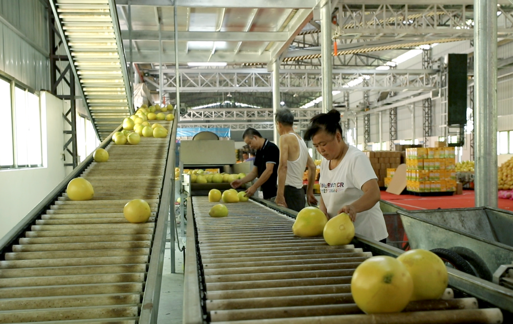 按六级果品进行标准化分拣