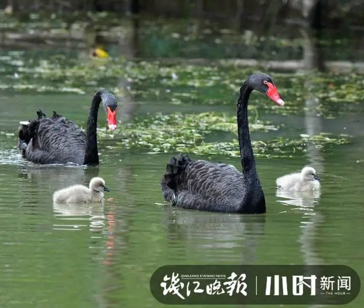 杭州湘湖边，爸妈带着5个超萌“小宝贝”！这个家族人气好旺