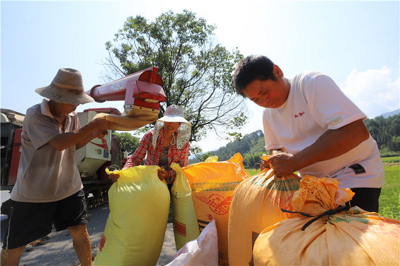 安福县洋溪镇南安村村民在收割中稻(央广网发 刘丽强 摄)